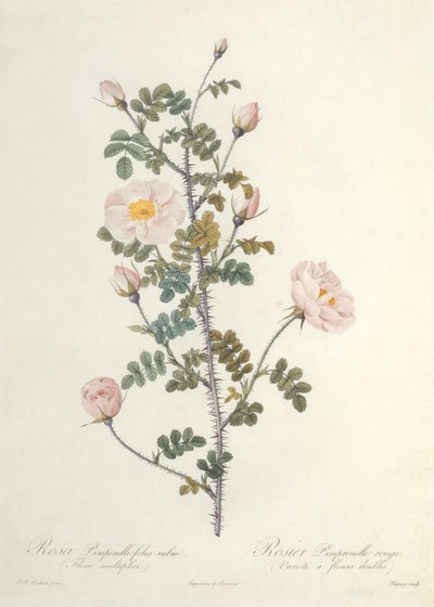 Rosa Pimpinellifolia Rubra Flore Multiplici, Engraved by Chapuy, Published by Remond by Pierre Joseph Redouté